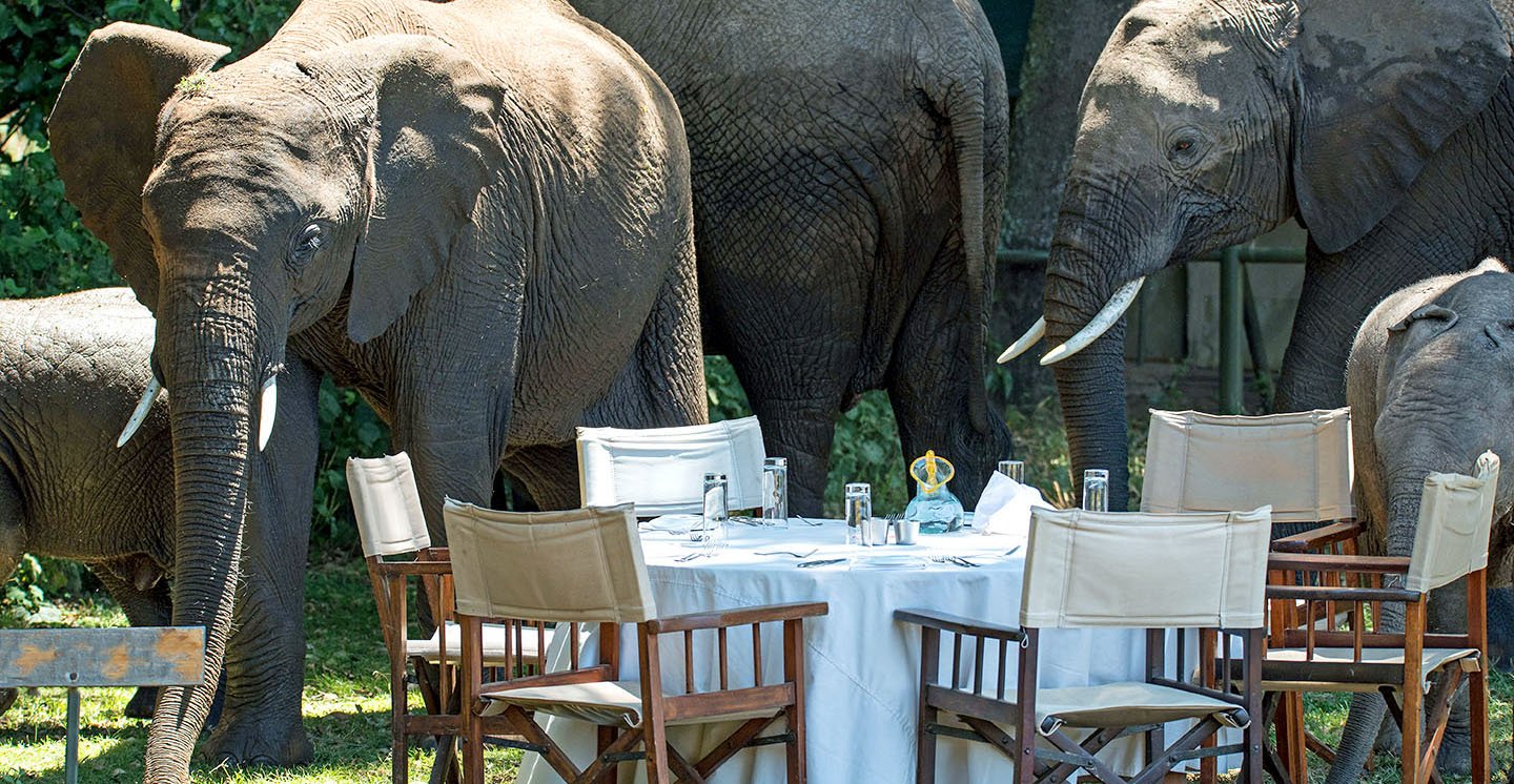 Group of elephants standing beside an outdoor dining table set with chairs, glasses, and white tablecloth.